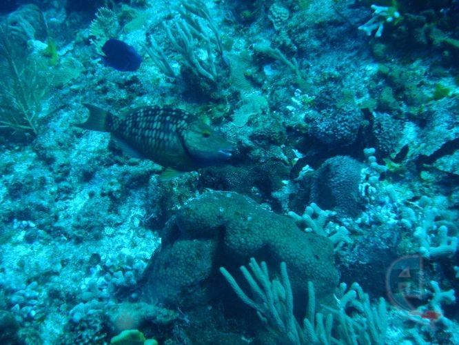 peces del caribe